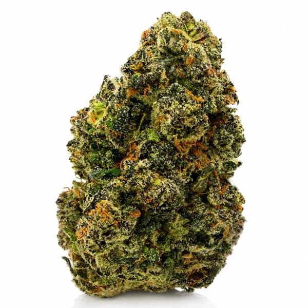 PURPLE DRAGON (S) flower listing