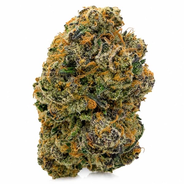 TEQUILA SUNRISE (S) flower listing