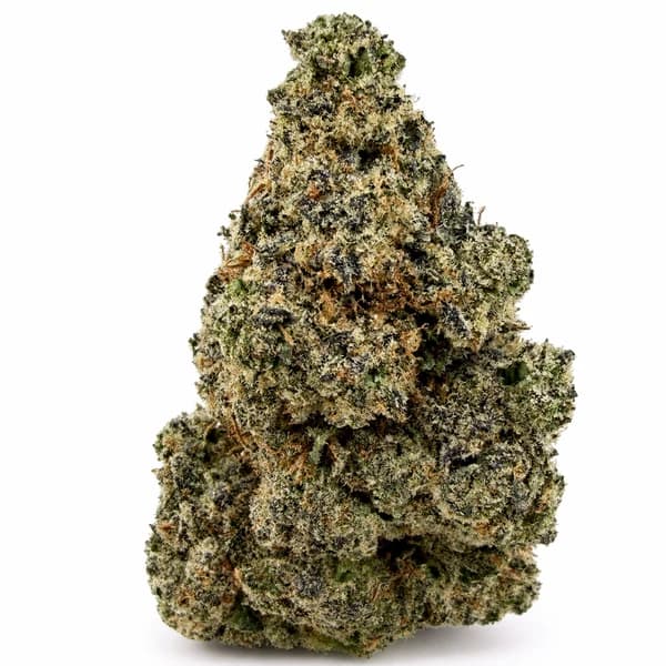 DONKEY BUTTER flower listing