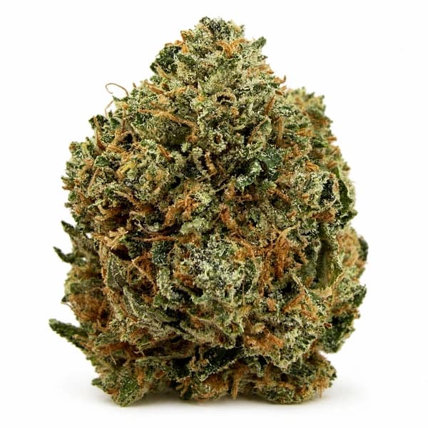 PINK PANTHER flower listing