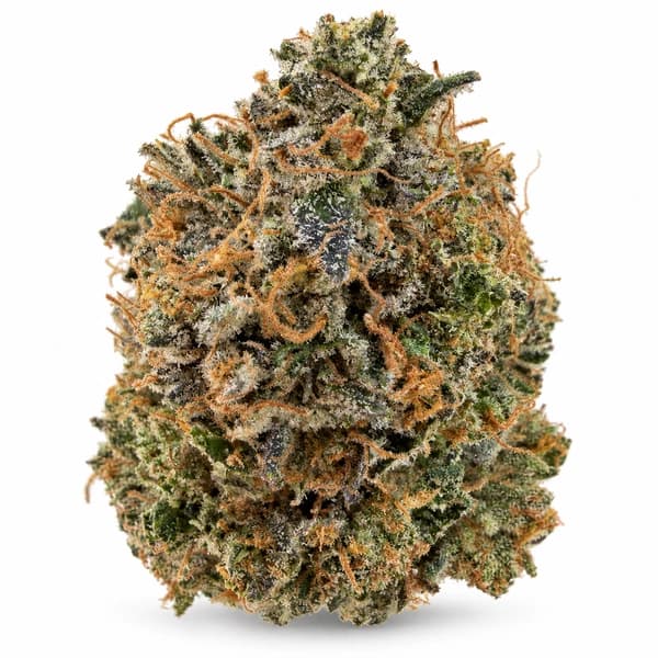 PINK ODYSSEY flower listing