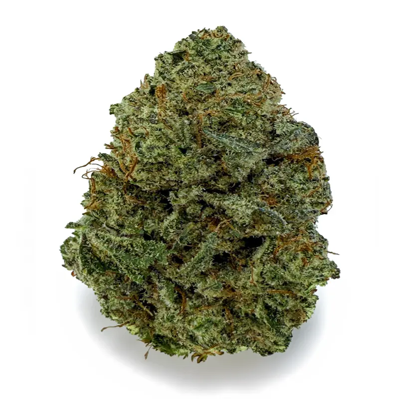 DONNIE BURGER flower listing