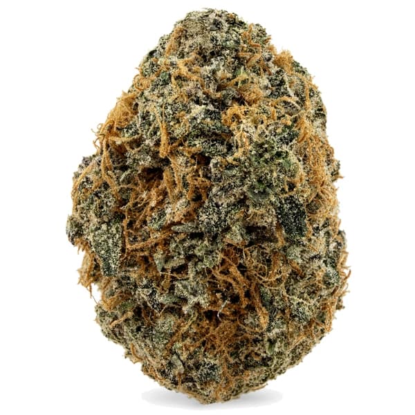 ALIEN WALKER flower listing